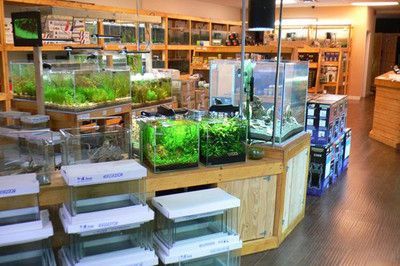 祥龍魚場水族館加盟條件是什么：祥龍魚場加盟后續培訓內容 祥龍魚場水族館加盟條件是什么：祥龍魚場加盟后續培訓內容 水族館百科（水族館加盟） 第5張
