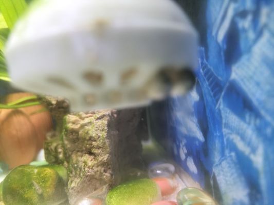金龍魚超級硝化細菌vs祥龍魚場：金龍魚超級硝化細菌pk祥龍魚場