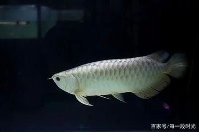 龍魚缸冬天應該保持多少水溫合適vs祥龍魚場：龍魚冬季養護技巧，龍魚過冬注意事項，