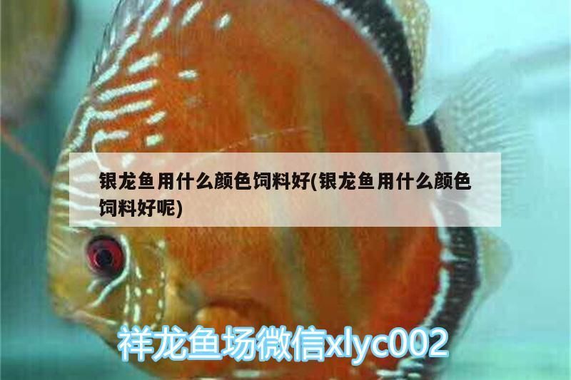 銀龍魚用什么顏色飼料好(銀龍魚用什么顏色飼料好呢)