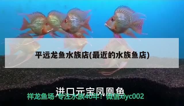 平遠(yuǎn)龍魚水族店(最近的水族魚店)