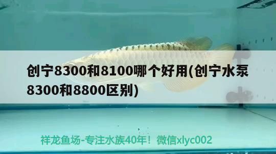 創寧8300和8100哪個好用(創寧水泵8300和8800區別)