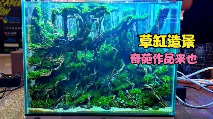 60魚缸造景獲獎:60魚缸造景的實例分析 魚缸百科 第1張 60魚缸造景獲獎:60魚缸造景的實例分析 60魚缸造景獲獎:60魚缸造景的實例分析 魚缸百科 第1張