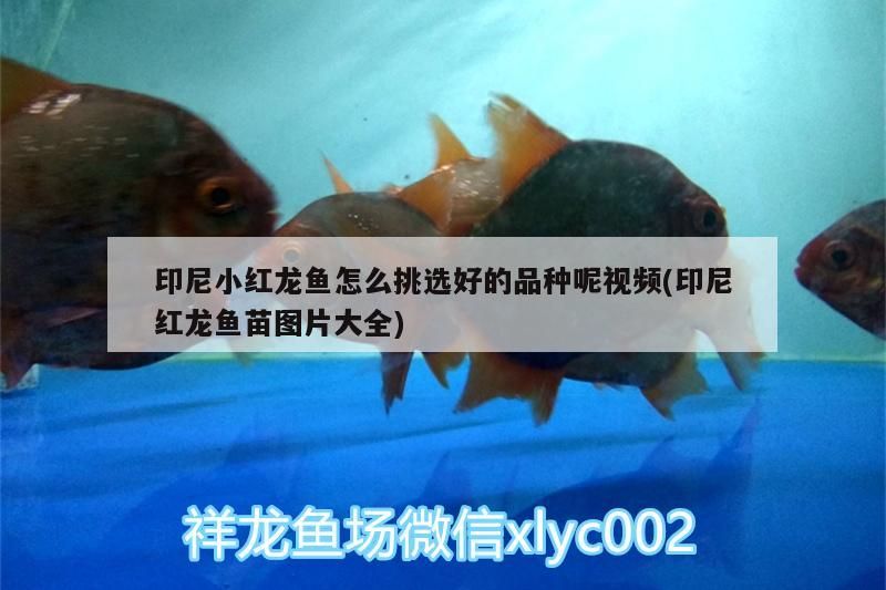 印尼小紅龍魚怎么挑選好的品種呢視頻(印尼紅龍魚苗圖片大全)