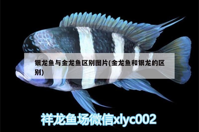 銀龍魚與金龍魚區(qū)別圖片(金龍魚和銀龍的區(qū)別) 銀龍魚與金龍魚區(qū)別圖片(金龍魚和銀龍的區(qū)別) 銀龍魚百科