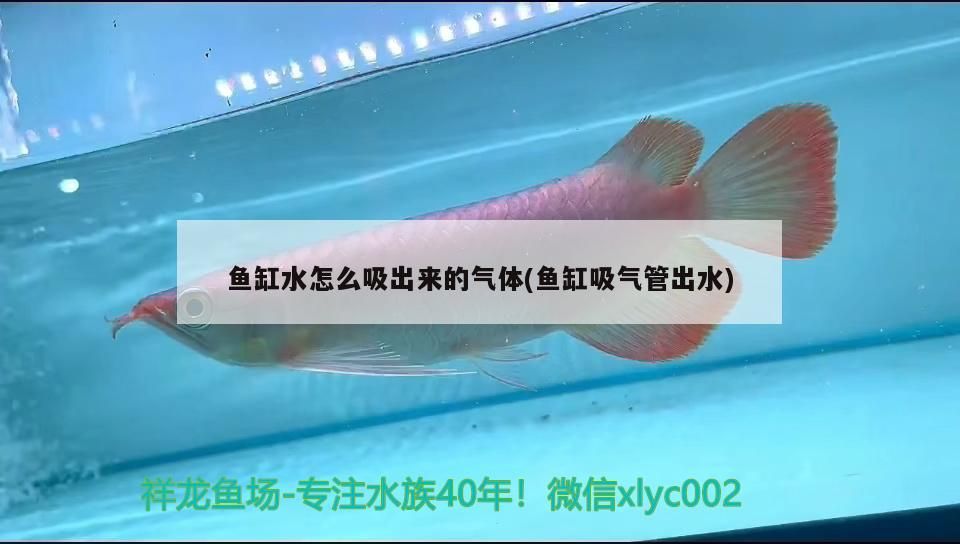 如何鑒別龍魚的年齡（如何判斷龍魚年齡）