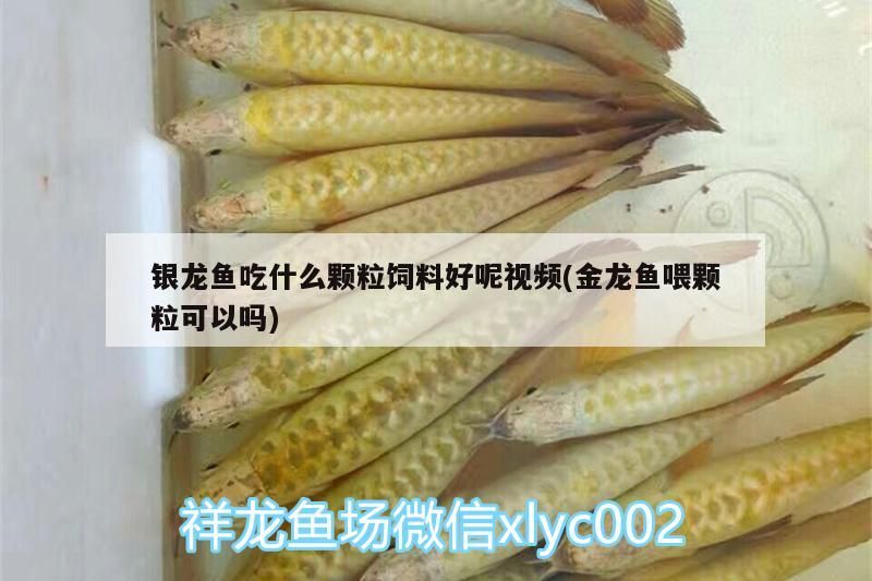 銀龍魚吃什么顆粒飼料好呢視頻(金龍魚喂顆粒可以嗎)