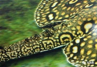 魟魚突然暴斃背部發白：魟魚突然暴斃背部發白可能有幾個原因以上只是可能