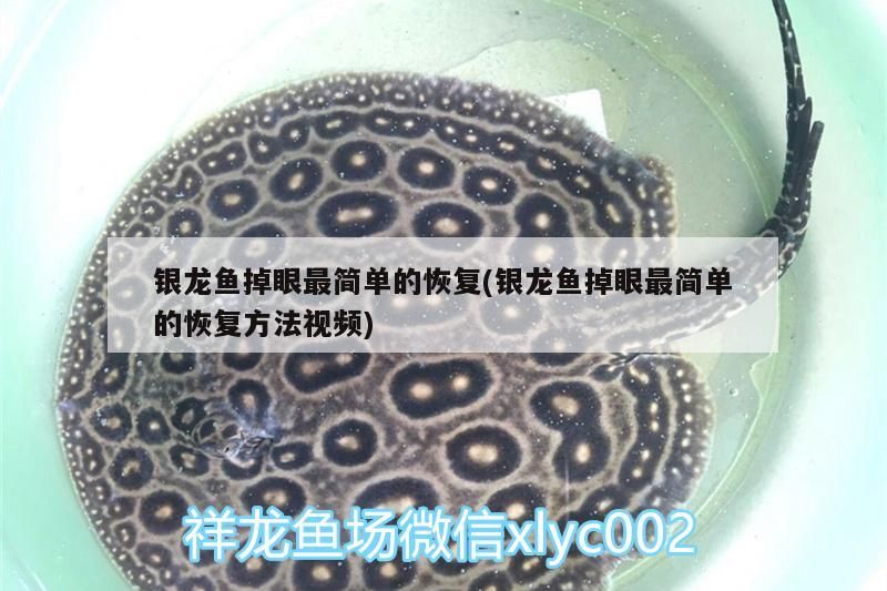 銀龍魚掉眼最簡單的恢復(銀龍魚掉眼最簡單的恢復方法視頻) 銀龍魚掉眼最簡單的恢復(銀龍魚掉眼最簡單的恢復方法視頻) 銀龍魚百科