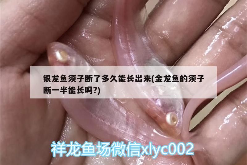 銀龍魚須子斷了多久能長出來(金龍魚的須子斷一半能長嗎?)