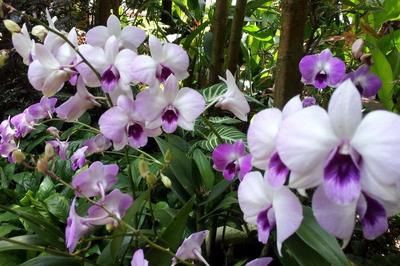 觀賞魚金龍魚價格多少(各種金龍魚的價格)