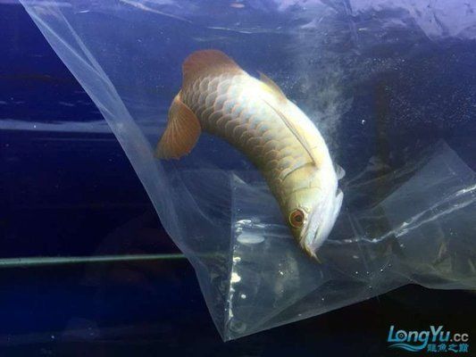 龍魚翻腮手術怎么做vs祥龍魚場：祥龍魚場龍魚翻腮手術