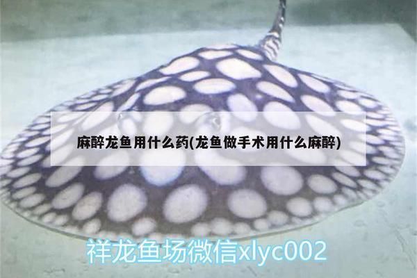 龍魚翻腮手術怎么做vs祥龍魚場：祥龍魚場龍魚翻腮手術