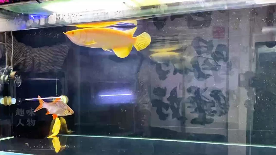 白子