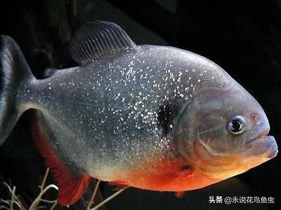 23條魚,每個魚缸放5條,可以放滿幾個魚缸：一個魚缸可以放滿幾個魚缸，每個魚缸可以放多少條魚
