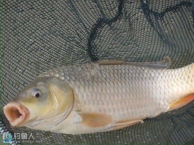 23條魚,每個魚缸放5條,可以放滿幾個魚缸：一個魚缸可以放滿幾個魚缸，每個魚缸可以放多少條魚