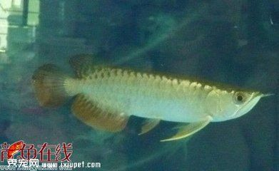 過背金龍魚飼養環境要求