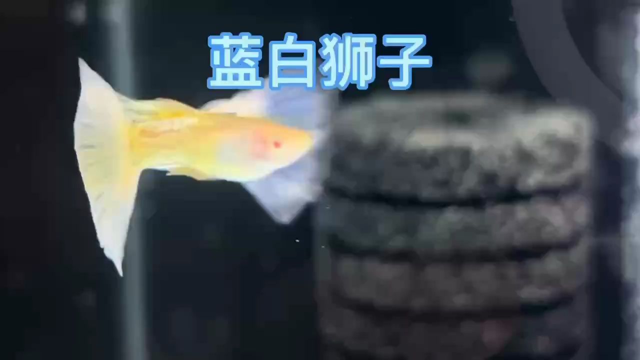 進口藍白獅子孔雀魚 一款超級仙女氣息的孔雀魚 漸變尾巴猶如蝴蝶一般#孔雀魚#高端孔雀魚#稀有孔雀魚