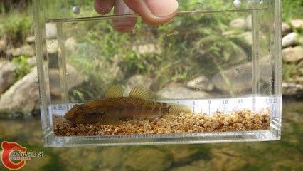 臺灣吻蝦虎能長到多大：臺灣吻蝦虎可以長到10公分，最大體型可達10公分