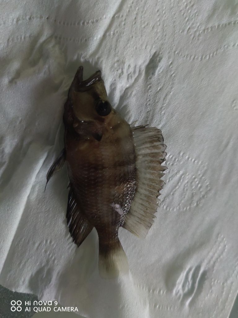 歸湖了！ 歸湖了！ 龍魚論壇