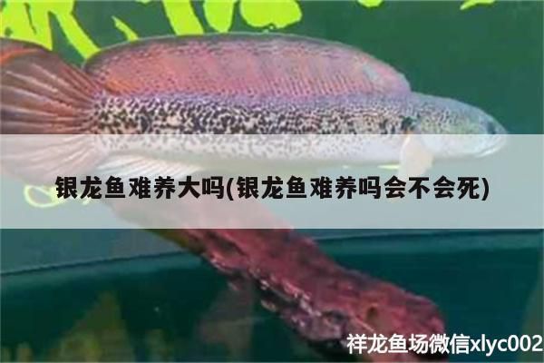 銀龍魚難養(yǎng)大嗎(銀龍魚難養(yǎng)嗎會(huì)不會(huì)死)