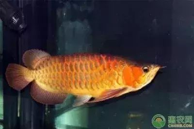 龍魚尾巴變紅了vs祥龍魚場：龍魚尾巴變紅可能由多種因素引起龍魚尾巴變紅的原因