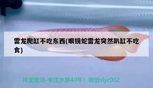 雷龍爬缸不吃東西(眼鏡蛇雷龍突然趴缸不吃食) 雷龍爬缸不吃東西(眼鏡蛇雷龍突然趴缸不吃食) 黃金貓魚百科
