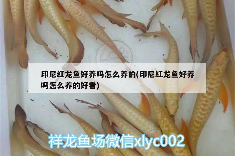 印尼紅龍魚好養嗎怎么養的(印尼紅龍魚好養嗎怎么養的好看)