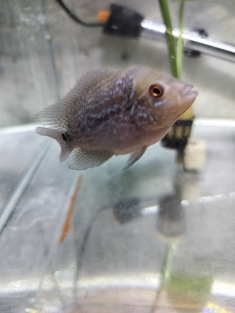 羅漢苗初長(zhǎng)成