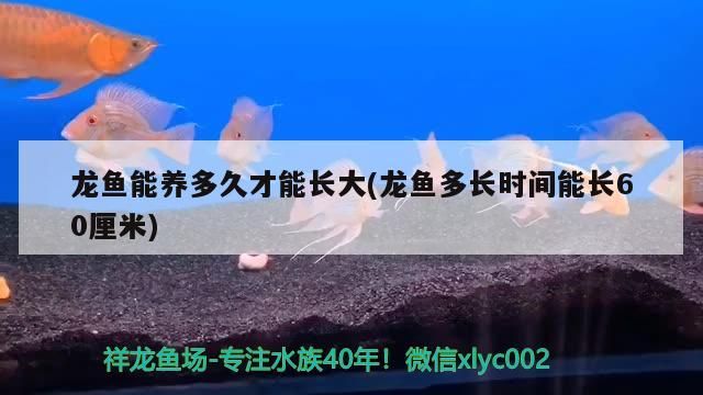 龍魚能養多久才能長大(龍魚多長時間能長60厘米)