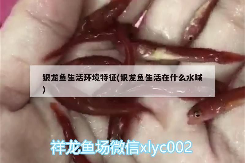 銀龍魚生活環境特征(銀龍魚生活在什么水域)