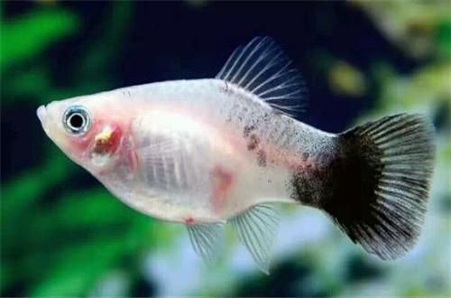 老魚匠水泵怎么關閉造浪模式（老魚匠水泵怎么停止造浪模式） 老魚匠水泵怎么關閉造浪模式（老魚匠水泵怎么停止造浪模式） 老魚匠