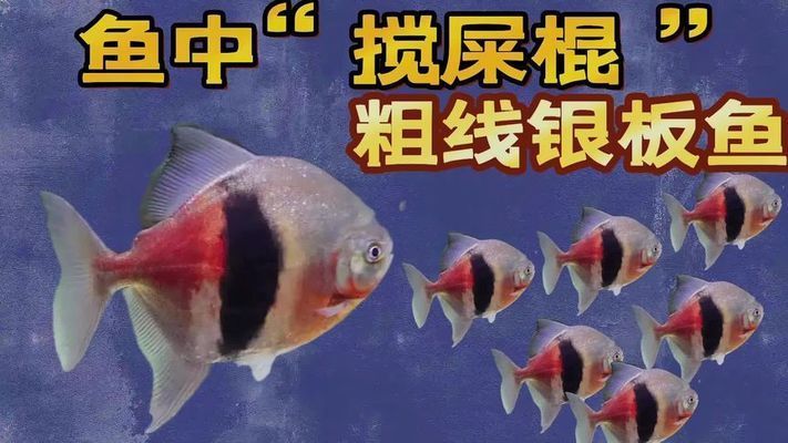 揭秘三大公認(rèn)最臟的魚(yú)，食用風(fēng)險(xiǎn)與健康警示，（注，根據(jù)您提供的三大公認(rèn)最臟的魚(yú)核心信息，生成一個(gè)兼具警示性和傳播性的標(biāo)題。若需調(diào)整側(cè)重點(diǎn)，可補(bǔ)充說(shuō)明具體方向）