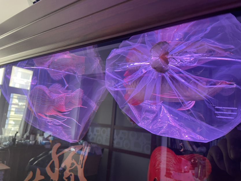上虞賣魚缸的店鋪地址（上虞水產品批發市場）