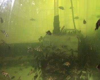 印尼虎魚水體要求：印尼虎魚對水質(zhì)的要求