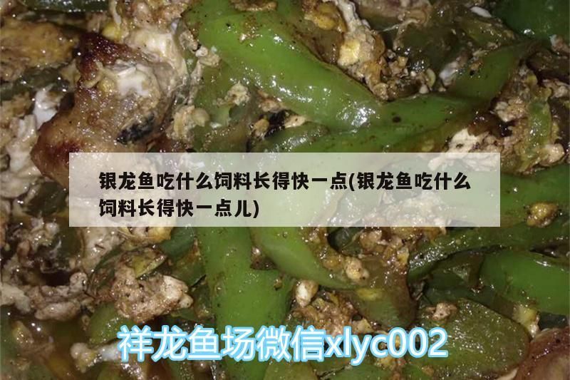 銀龍魚吃什么飼料長得快一點(銀龍魚吃什么飼料長得快一點兒)