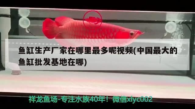魚缸生產(chǎn)廠家在哪里最多呢視頻(中國最大的魚缸批發(fā)基地在哪)