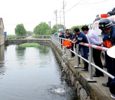 如何養(yǎng)好銀龍魚，全面指南與實(shí)用技巧，銀龍魚飼養(yǎng)全攻略，從入門到精通的實(shí)用技巧