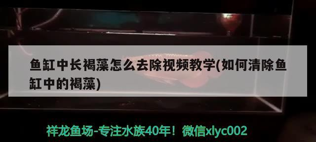 魚缸中長褐藻怎么去除視頻教學(如何清除魚缸中的褐藻)