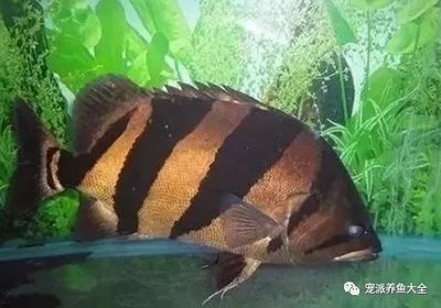 虎魚蒙眼病能自愈嗎：虎魚蒙眼病是否能自愈