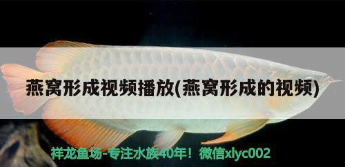 網上哪個平臺魚缸賣的好啊（網上哪個平臺魚缸賣的好啊視頻）