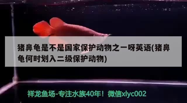 豬鼻龜是不是國家保護動物之一呀英語(豬鼻龜何時劃入二級保護動物) 豬鼻龜是不是國家保護動物之一呀英語(豬鼻龜何時劃入二級保護動物) 豬鼻龜百科