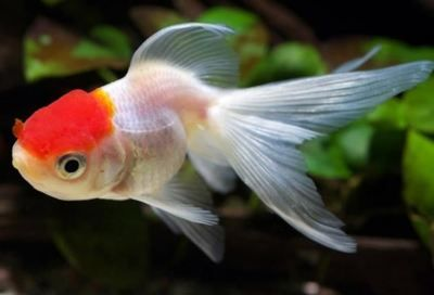 白色的觀賞魚叫什么名字好聽一點（如何選擇和養護白色觀賞魚）