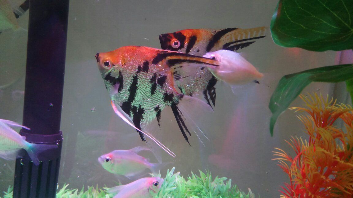 白色的觀賞魚叫什么名字好聽一點（如何選擇和養護白色觀賞魚）