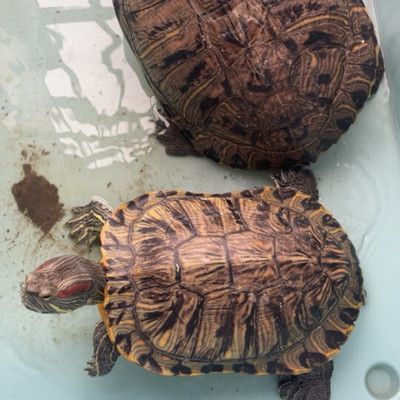 購買豬鼻龜龜案例視頻：豬鼻龜長得快嗎圖片大全 購買豬鼻龜龜案例視頻：豬鼻龜長得快嗎圖片大全 豬鼻龜百科 第1張