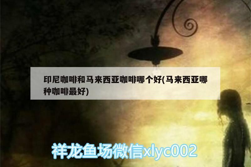 印尼咖啡和馬來西亞咖啡哪個(gè)好(馬來西亞哪種咖啡最好)