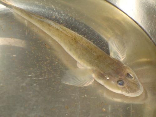 虎魚可以鋪沙子嗎：虎魚可以鋪沙子嗎，