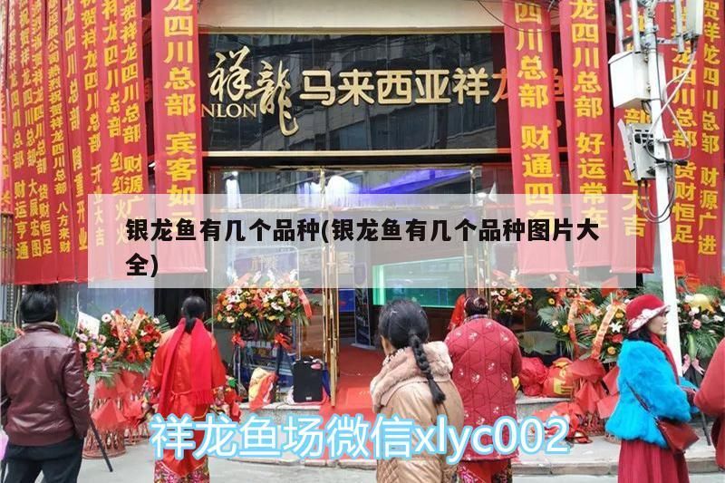 銀龍魚有幾個品種(銀龍魚有幾個品種圖片大全) 銀龍魚有幾個品種(銀龍魚有幾個品種圖片大全) 銀龍魚百科