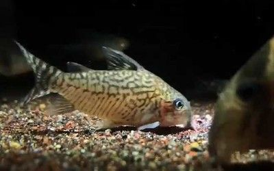 金龍魚趴缸底是什么原因vs祥龍魚場(chǎng):金龍魚趴缸底是否健康問題 vs祥龍魚場(chǎng) 第5張 金龍魚趴缸底是什么原因vs祥龍魚場(chǎng):金龍魚趴缸底是否健康問題 金龍魚趴缸底是什么原因vs祥龍魚場(chǎng):金龍魚趴缸底是否健康問題 vs祥龍魚場(chǎng) 第5張