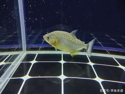 魚缸品牌可麗愛和7s哪個(gè)好些（魚缸品牌可麗愛和7s哪個(gè)好些呢）